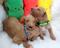 Ray (red moyen), a male Poodle - Multi-Colored Standard for sale in Valley Center, KS – Photo 6 of 7