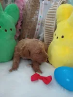 Ray (red moyen), a male Poodle - Multi-Colored Standard for sale in Valley Center, KS – Photo 2 of 7