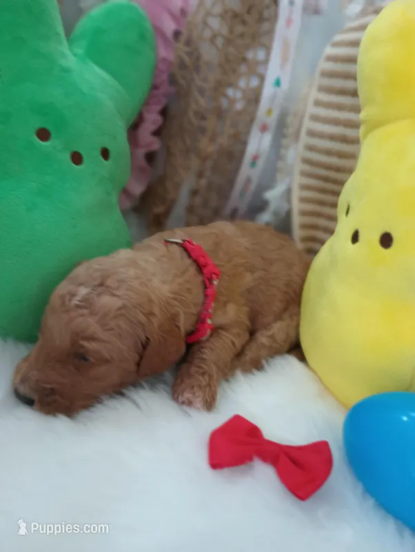 Ray (red moyen) – Poodle - Multi-Colored Standard puppy for sale in Valley Center, KS