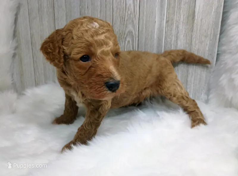 Ray (red moyen) – Poodle - Multi-Colored Standard puppy for sale in Valley Center, KS