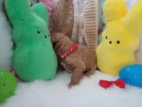 Ray (red moyen), a male Poodle - Multi-Colored Standard for sale in Valley Center, KS – Photo 7 of 7