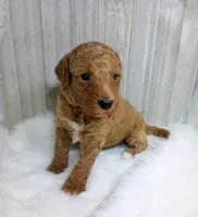 Ray (red moyen), a male Poodle - Multi-Colored Standard for sale in Valley Center, KS – Photo 2 of 3