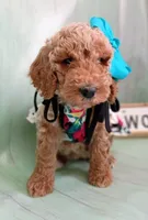 Peony (teal abstract moyen), a female Poodle - Standard  for sale in Valley Center, KS – 3 of 10