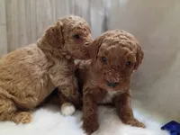 Winston, a male Poodle - Standard  for sale in Valley Center, KS – 2 of 2