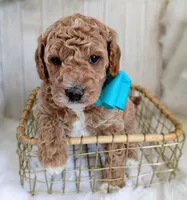 Diesel (blue mini), a male Miniature Goldendoodle for sale in Valley Center, KS – 7 of 8