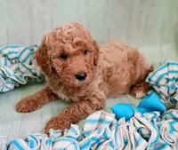 Teddy Bear (cream abstract moyen), a male Poodle - Standard  for sale in Valley Center, KS – 3 of 9