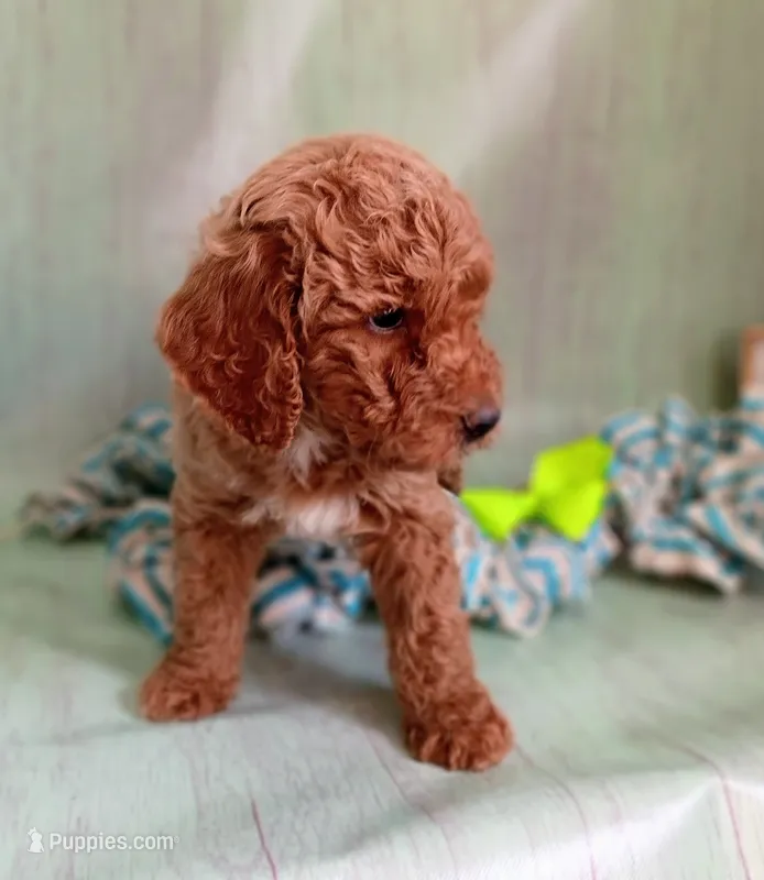 Winston (darker moyen) – Poodle - Standard  puppy for sale in Valley Center, KS
