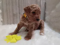 Daisy (moyen), a female Poodle - Standard  for sale in Valley Center, KS – 2 of 4