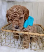 Diesel (blue mini), a male Miniature Goldendoodle for sale in Valley Center, KS – 5 of 8