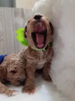 Remington (green mini), a male Miniature Goldendoodle for sale in Valley Center, KS – 5 of 5