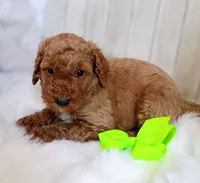 Winston (darker moyen), a male Poodle - Standard  for sale in Valley Center, KS – 2 of 3