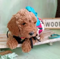 Peony (teal abstract moyen), a female Poodle - Standard  for sale in Valley Center, KS – 2 of 10