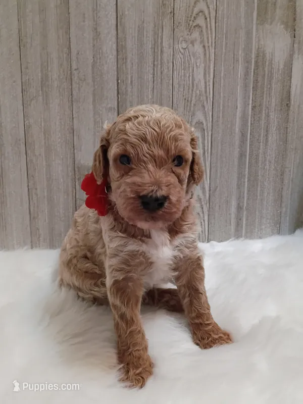Peaches  (moyen) – Poodle - Standard  puppy for sale in Valley Center, KS