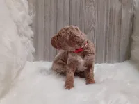 Peaches  (moyen), a female Poodle - Standard  for sale in Valley Center, KS – 3 of 3