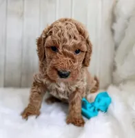 Bear (cream abstract moyen), a male Poodle - Standard  for sale in Valley Center, KS – 3 of 5