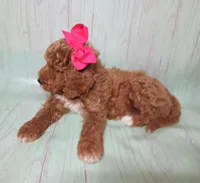 Maya (red abstract Moyen), a female Poodle - Multi-Colored Standard for sale in Valley Center, KS – 6 of 10