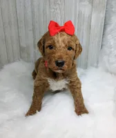 Honey (red abstract Moyen), a female Poodle - Multi-Colored Standard for sale in Valley Center, KS – Photo 3 of 9