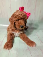Maya (red abstract Moyen), a female Poodle - Multi-Colored Standard for sale in Valley Center, KS – 5 of 10