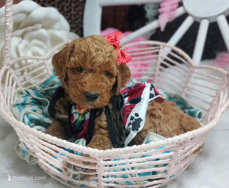 Honey (red abstract Moyen) – Poodle - Multi-Colored Standard puppy for sale in Valley Center, KS