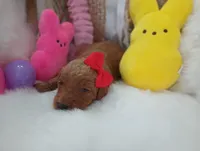 Honey (red abstract Moyen), a female Poodle - Multi-Colored Standard for sale in Valley Center, KS – Photo 3 of 6