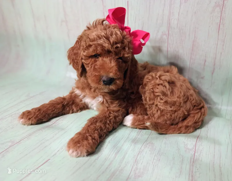 Maya (red abstract Moyen) – Poodle - Multi-Colored Standard puppy for sale in Valley Center, KS
