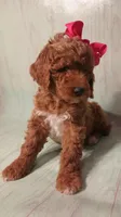 Maya (red abstract Moyen), a female Poodle - Multi-Colored Standard for sale in Valley Center, KS – 2 of 10