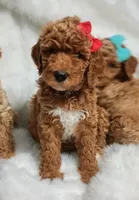 Maya (red abstract Moyen), a female Poodle - Multi-Colored Standard for sale in Valley Center, KS – 8 of 10