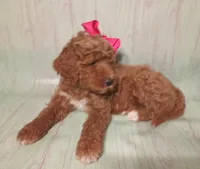 Maya (red abstract Moyen), a female Poodle - Multi-Colored Standard for sale in Valley Center, KS – 4 of 10