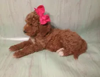Maya (red abstract Moyen), a female Poodle - Multi-Colored Standard for sale in Valley Center, KS – 7 of 10