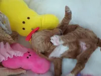 Honey (red abstract Moyen), a female Poodle - Multi-Colored Standard for sale in Valley Center, KS – Photo 2 of 6