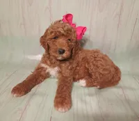 Maya (red abstract Moyen), a female Poodle - Multi-Colored Standard for sale in Valley Center, KS – 3 of 10
