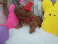 Honey (red abstract Moyen), a female Poodle - Multi-Colored Standard for sale in Valley Center, KS – Photo 4 of 6