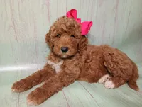 Maya (red abstract Moyen), a female Poodle - Multi-Colored Standard for sale in Valley Center, KS – 10 of 10