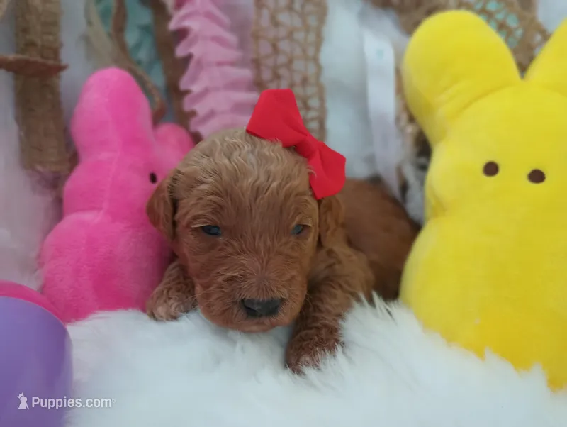 Honey (red abstract Moyen) – Poodle - Multi-Colored Standard puppy for sale in Valley Center, KS