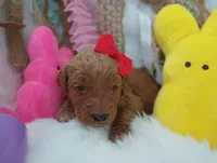 Honey (red abstract Moyen), a female Poodle - Multi-Colored Standard for sale in Valley Center, KS – Photo 1 of 6