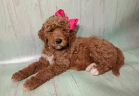 Maya (red abstract Moyen), a female Poodle - Multi-Colored Standard for sale in Valley Center, KS – 9 of 10
