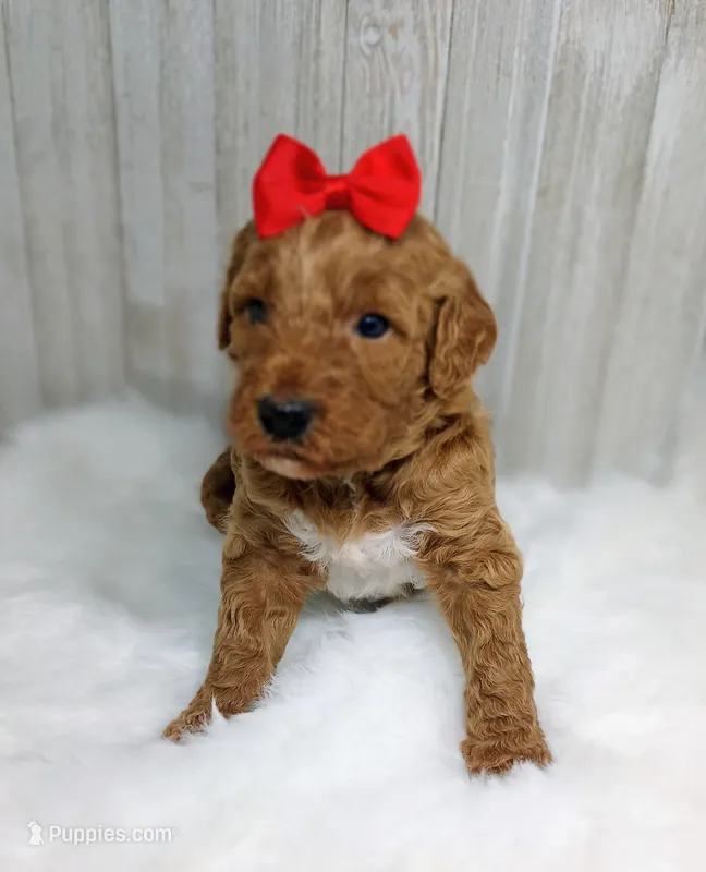 Honey (red abstract Moyen) – Poodle - Multi-Colored Standard puppy for sale in Valley Center, KS