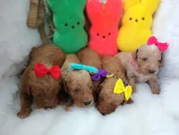 Honey (red abstract Moyen), a female Poodle - Multi-Colored Standard for sale in Valley Center, KS – Photo 6 of 6