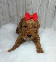 Honey (red abstract Moyen), a female Poodle - Multi-Colored Standard for sale in Valley Center, KS – Photo 2 of 9