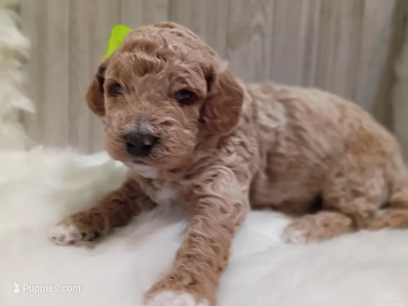 Remington (green mini) – Miniature Goldendoodle puppy for sale in Valley Center, KS