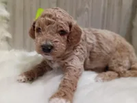 Remington (green mini), a male Miniature Goldendoodle for sale in Valley Center, KS – 1 of 5