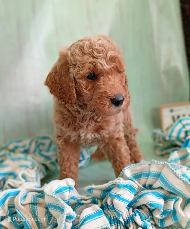 Teddy Bear (cream abstract moyen) – Poodle - Standard  puppy for sale in Valley Center, KS