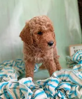 Teddy Bear (cream abstract moyen), a male Poodle - Standard  for sale in Valley Center, KS – 1 of 9