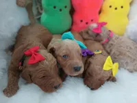 Poppy (teal moyen), a female Poodle - Multi-Colored Standard for sale in Valley Center, KS – Photo 3 of 3