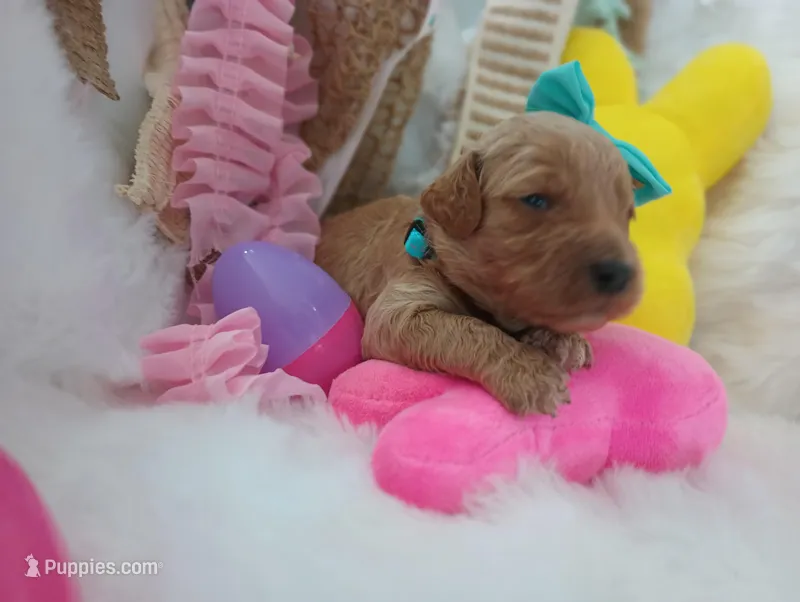 Poppy (teal moyen) – Poodle - Multi-Colored Standard puppy for sale in Valley Center, KS