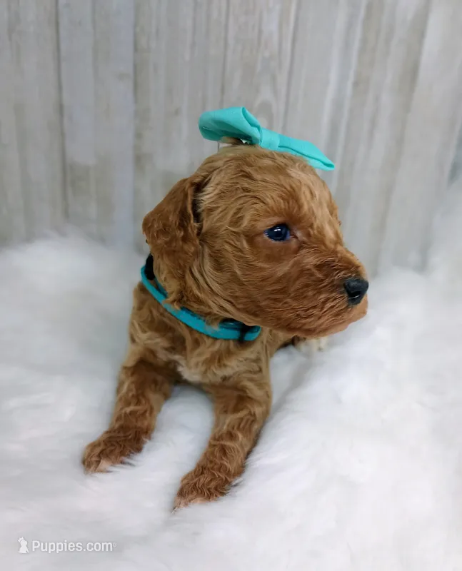 Poppy (teal moyen) – Poodle - Multi-Colored Standard puppy for sale in Valley Center, KS