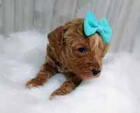 Poppy (teal moyen), a female Poodle - Multi-Colored Standard for sale in Valley Center, KS – Photo 2 of 4