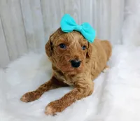 Poppy (teal moyen), a female Poodle - Multi-Colored Standard for sale in Valley Center, KS – Photo 3 of 4