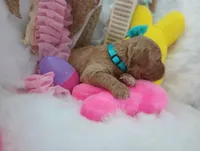 Poppy (teal moyen), a female Poodle - Multi-Colored Standard for sale in Valley Center, KS – Photo 2 of 3