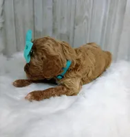 Poppy (teal moyen), a female Poodle - Multi-Colored Standard for sale in Valley Center, KS – Photo 4 of 4